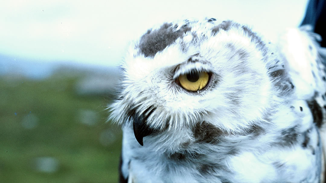 A Snowy Owl about to be released after recovering from feeling poorly