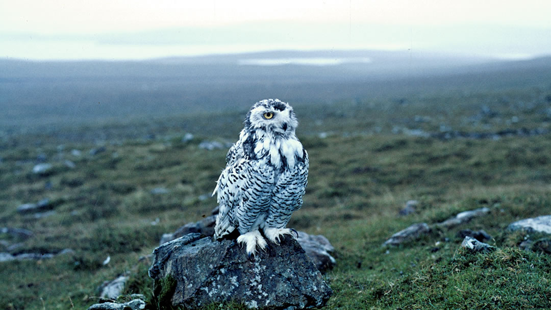 A young male Snowy Owl, taken in Fetlar in 1968