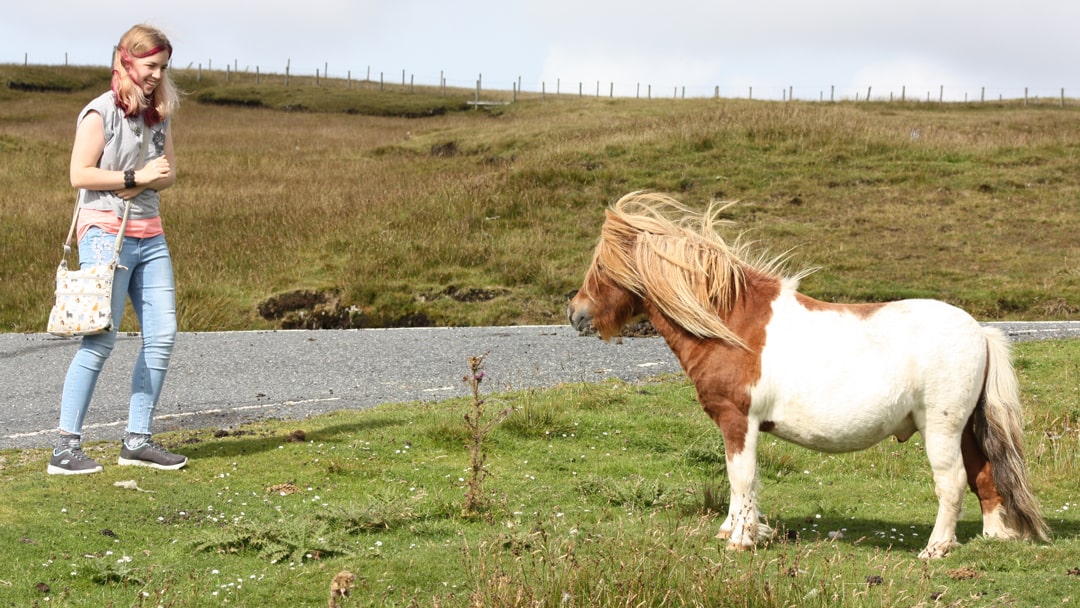 Approaching a curious Shetland Pony
