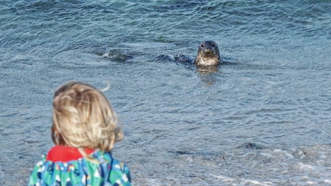 Finn at Seal beach, Sanik Beach Burra
