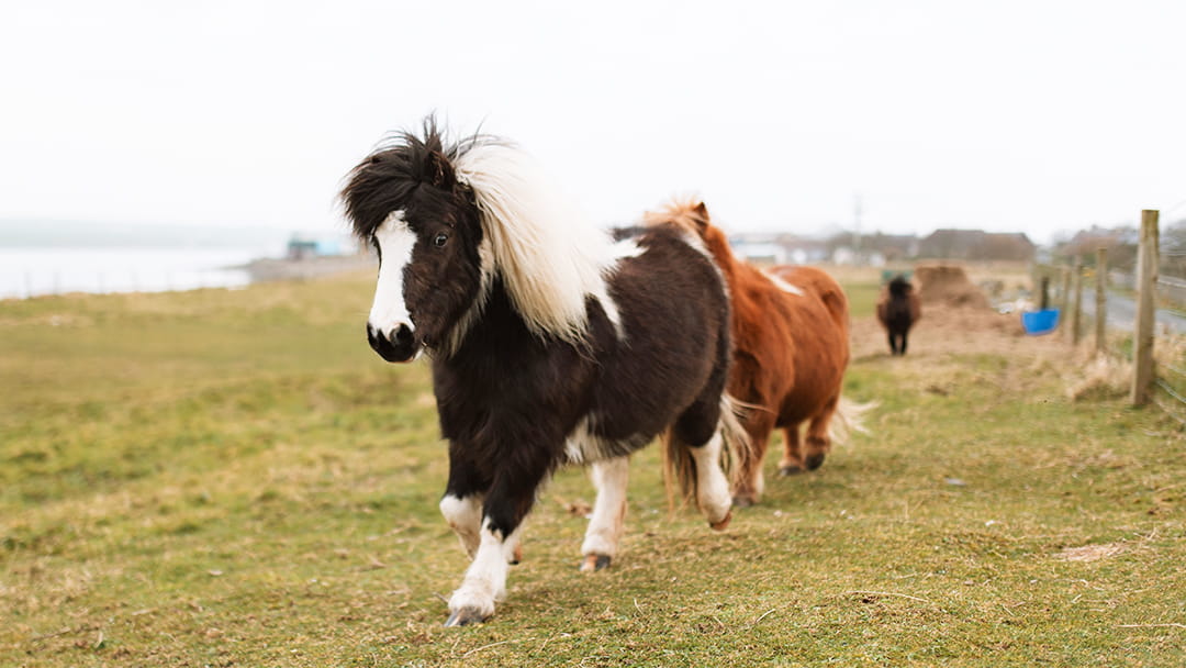 Getting up close with Shetland Ponies