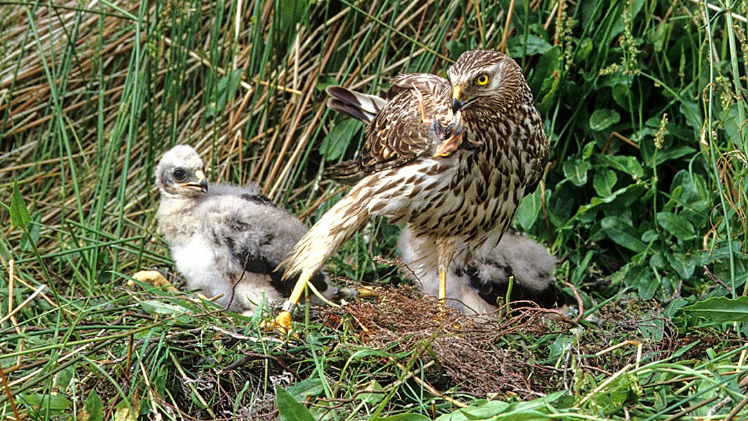 Hen harriers