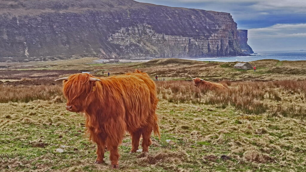 Highland Cattle at Rackwick on the isle of Hoy, Orkney