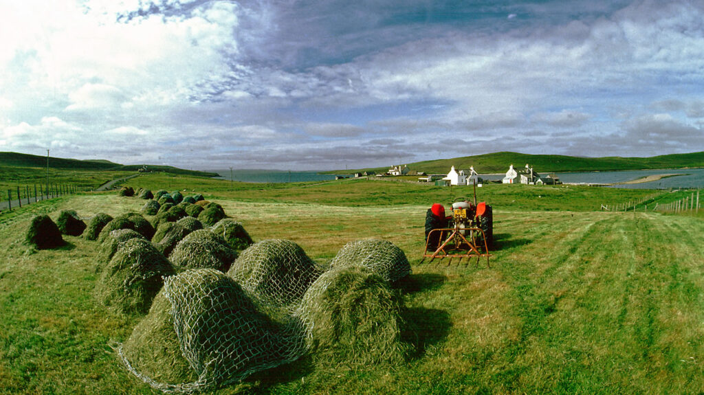 Making hay on Yell in Shetland