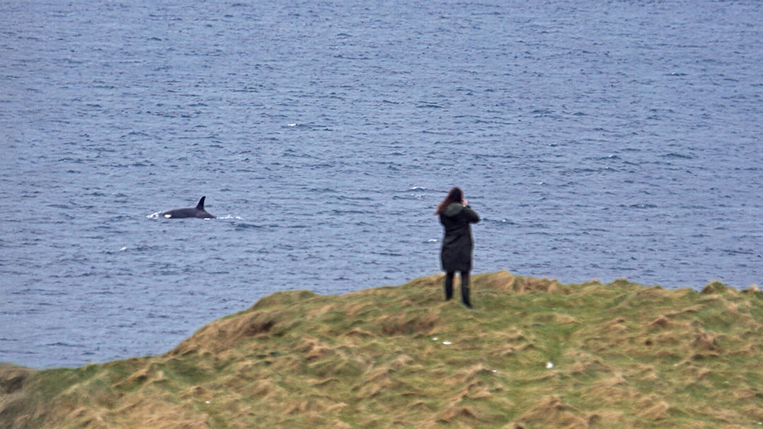 Orca Watching from Scottie Holm in Lerwick, Shetland