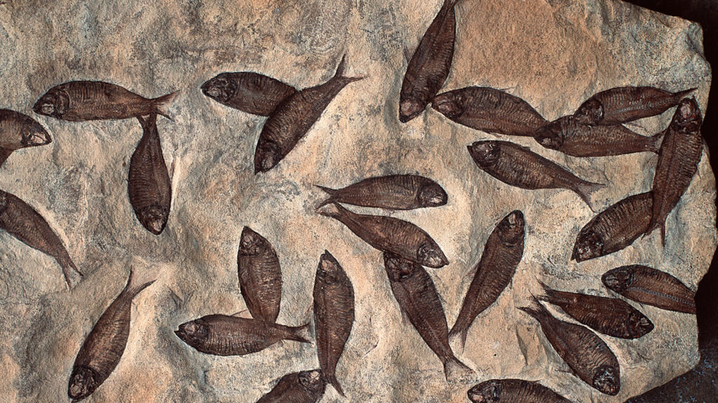 Fish fossils in the Orkney Fossil and Heritage Centre