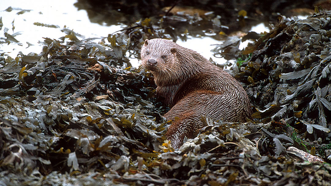Otter in Shetland