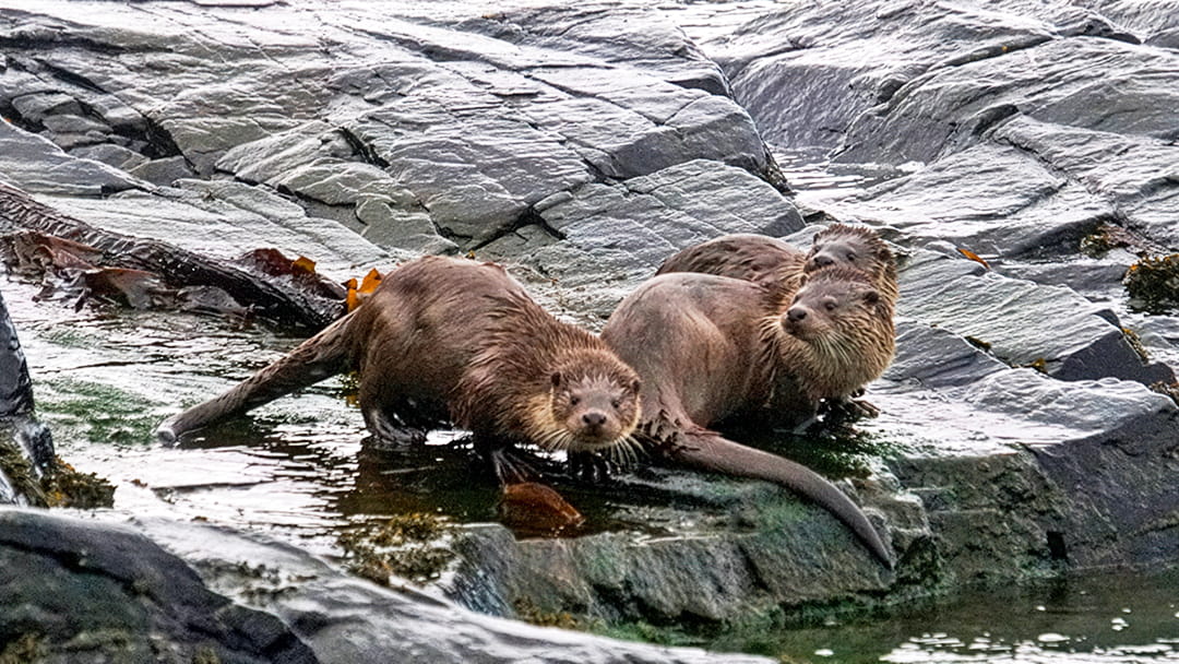 Otters spotted along the rocky shore in Westing, Shetland
