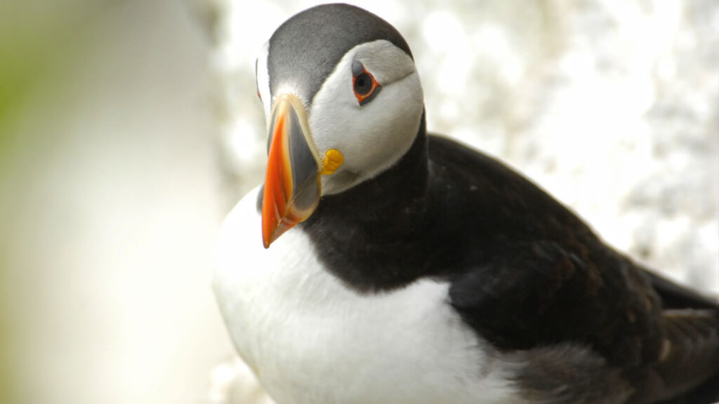 Puffin on the Brough of Birsay in Orkney