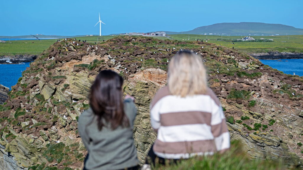 Puffin watching on Westray, Orkney