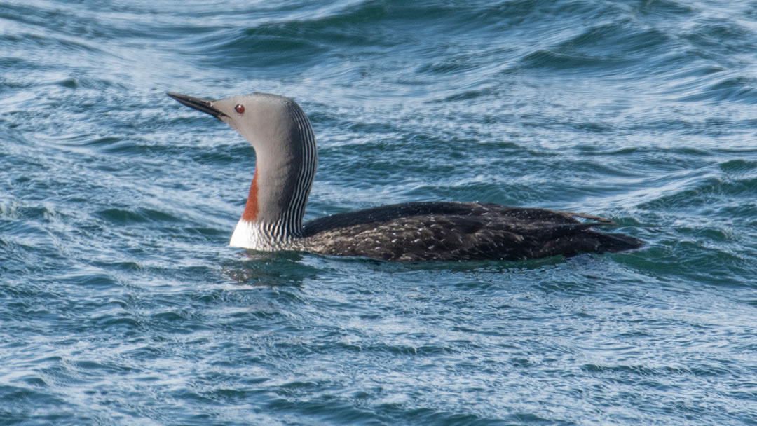 Red-throated Diver - Gavia stellata