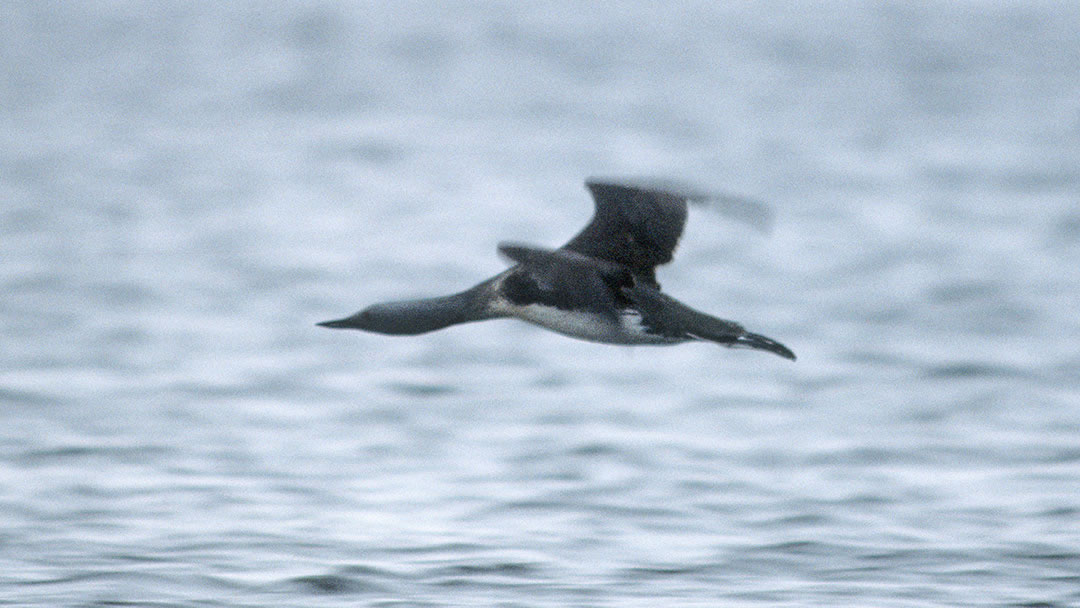 Red-throated Diver in flight