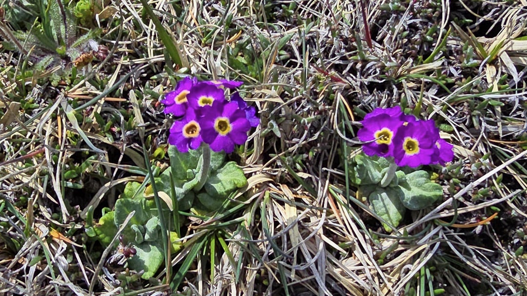 The rare flower, Scottish primrose, in Orkney