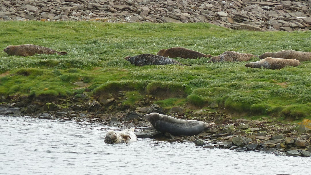 Seals on the shore of the East Pool on Mousa