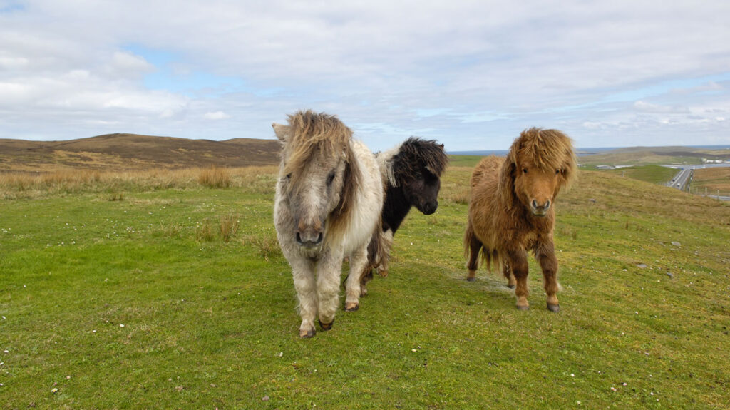 Shetland Ponies