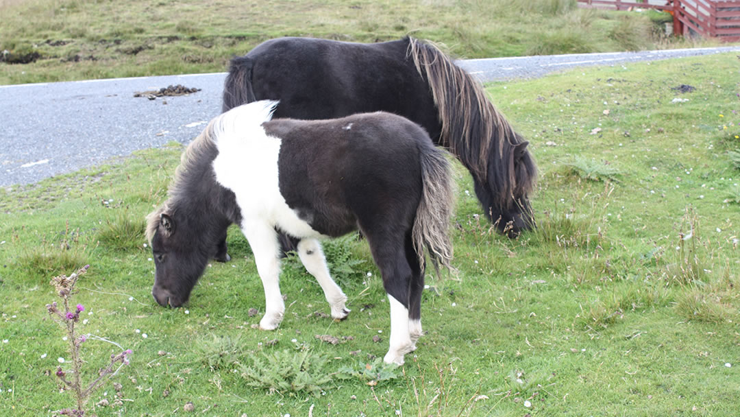 Shetland Ponies grazing on Yell