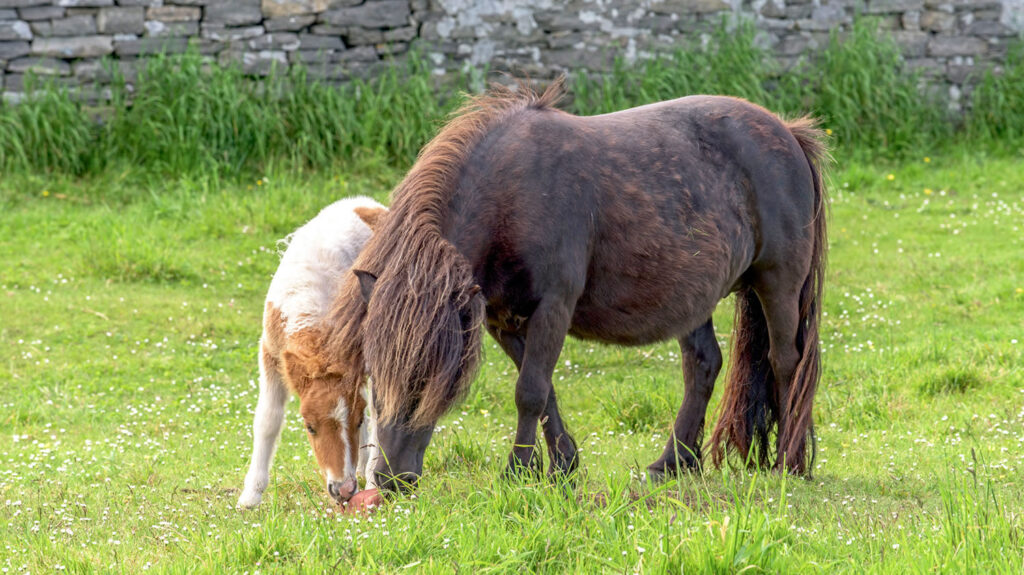 Shetland pony and foal