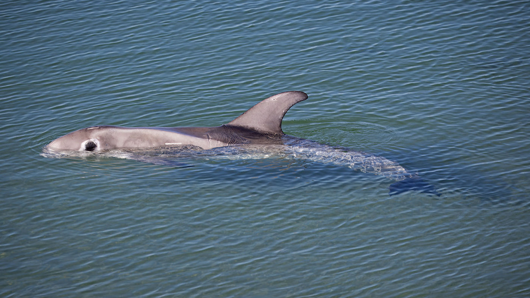 Spotting a Risso's dolphin in Orkney