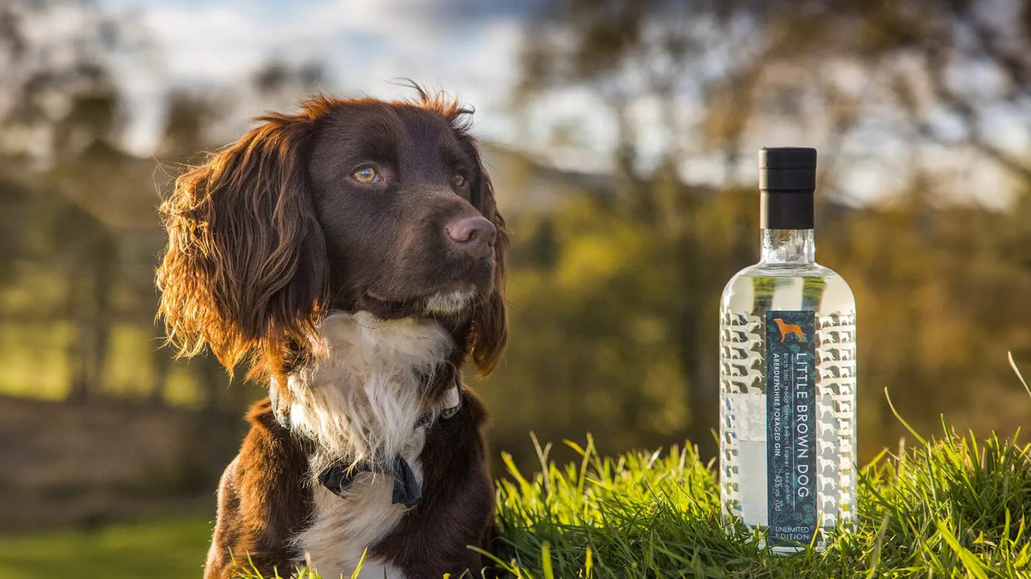 Crafting spirits in Aberdeenshire – an interview with the Little Brown Dog