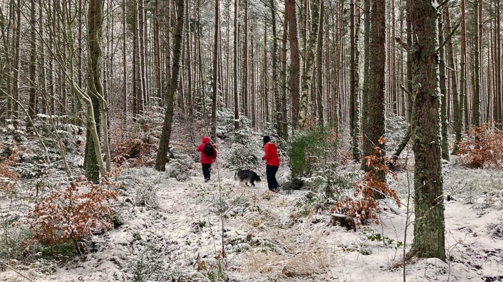 A frosty woodland winter walk